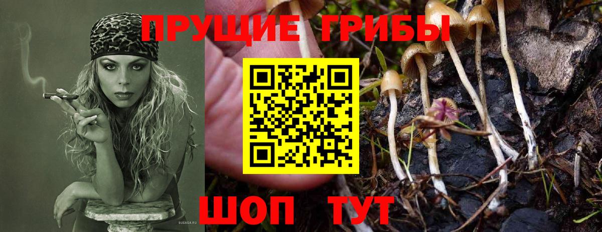 Галлюциногенные грибы Psilocybine cubensis Минеральные Воды